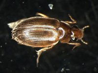 藏品(蚜蟲)的圖片